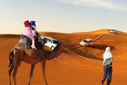 Desert Safari And Camel Rides