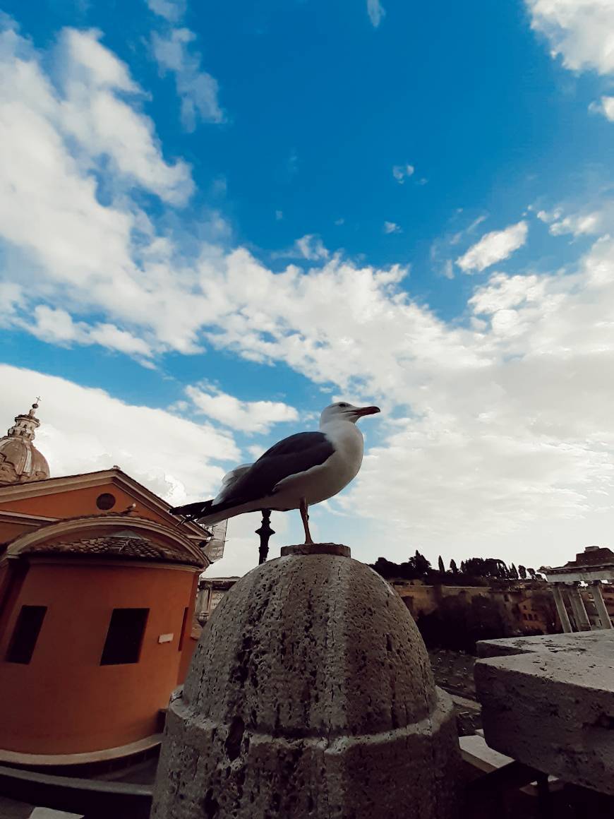 Place Salita del Grillo