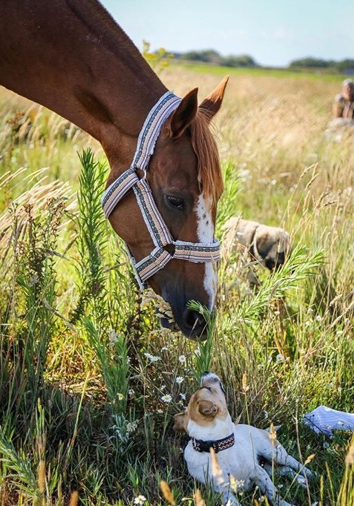 Producto Horse Halter