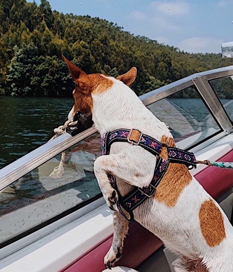 Product Handmade Dog Harness