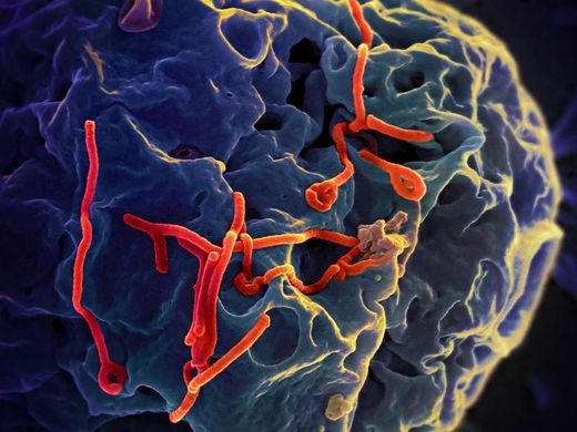 Ébolavírus