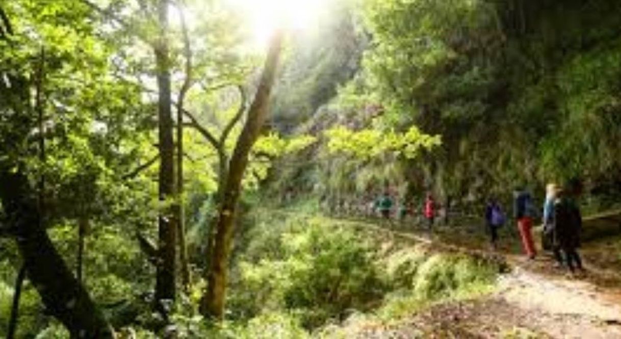 Place Levadas Madeira | Walking in levadas Madeira Guide - Booking levadas