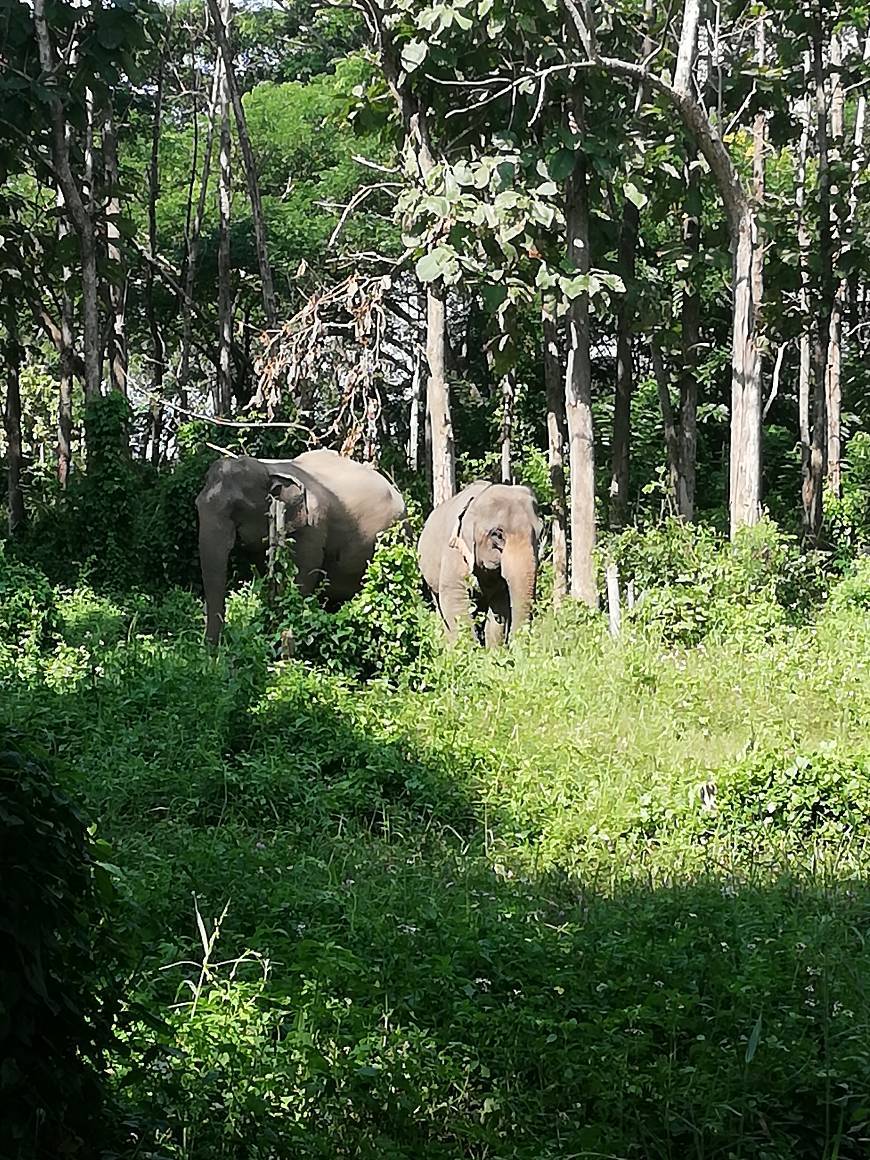 Lugar Elephant Valley Thailand