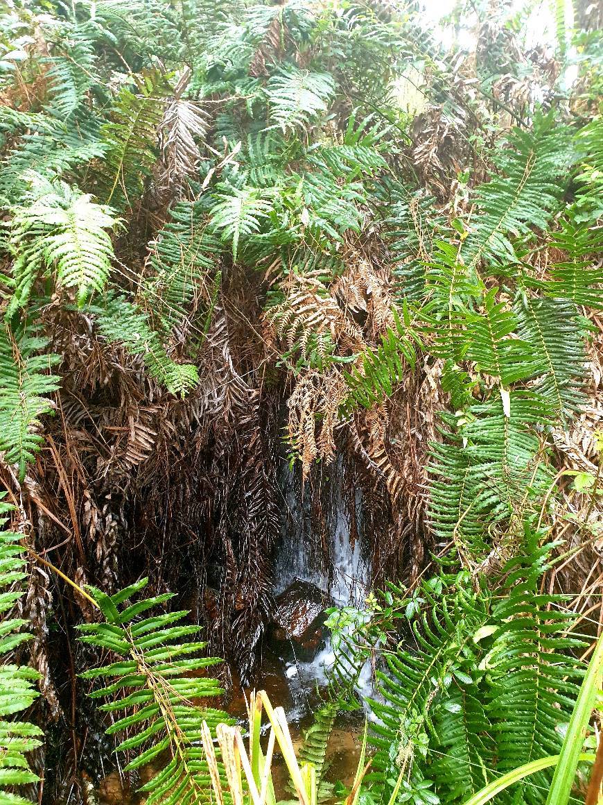 Place Parques de Sintra-Monte da Lua (PSML)