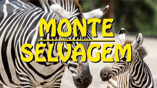 Monte Selvagem Animal Reserve - Portugal HD - YouTube