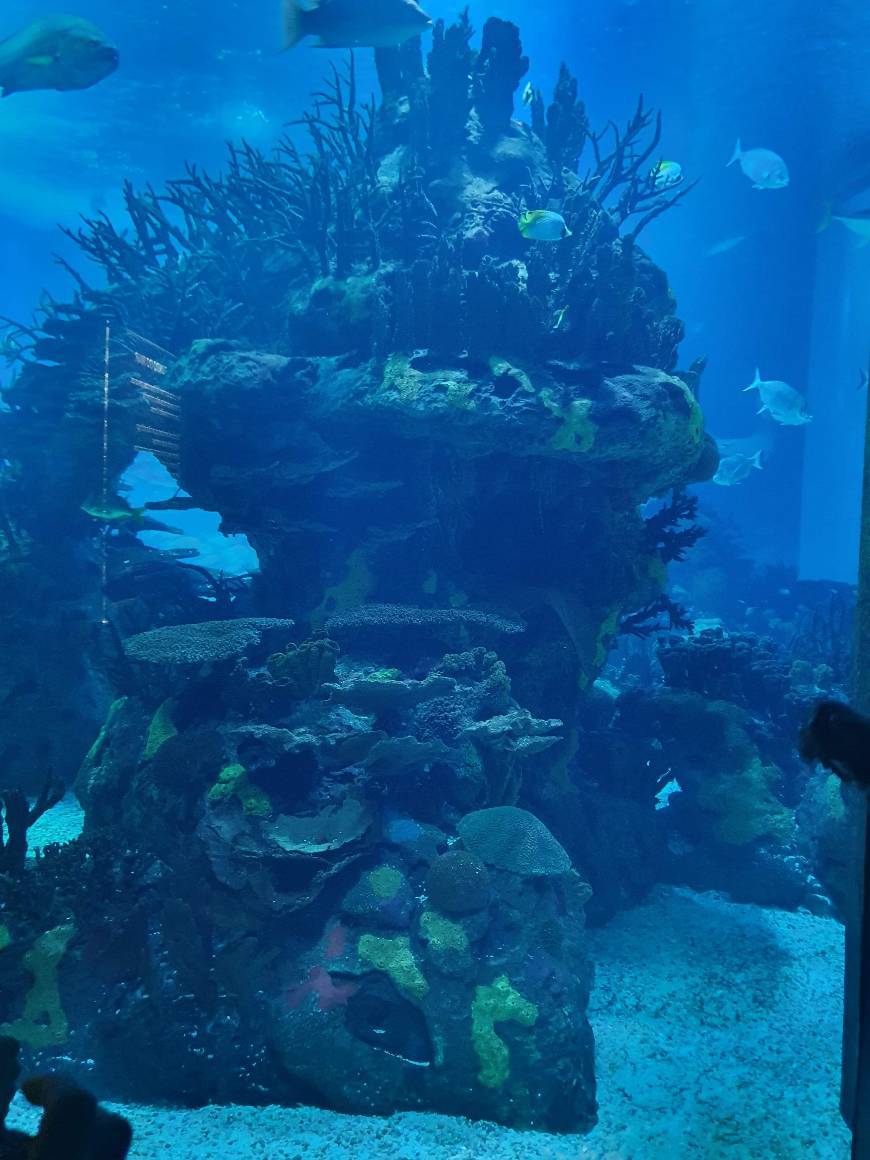 Places Oceanário de Lisboa