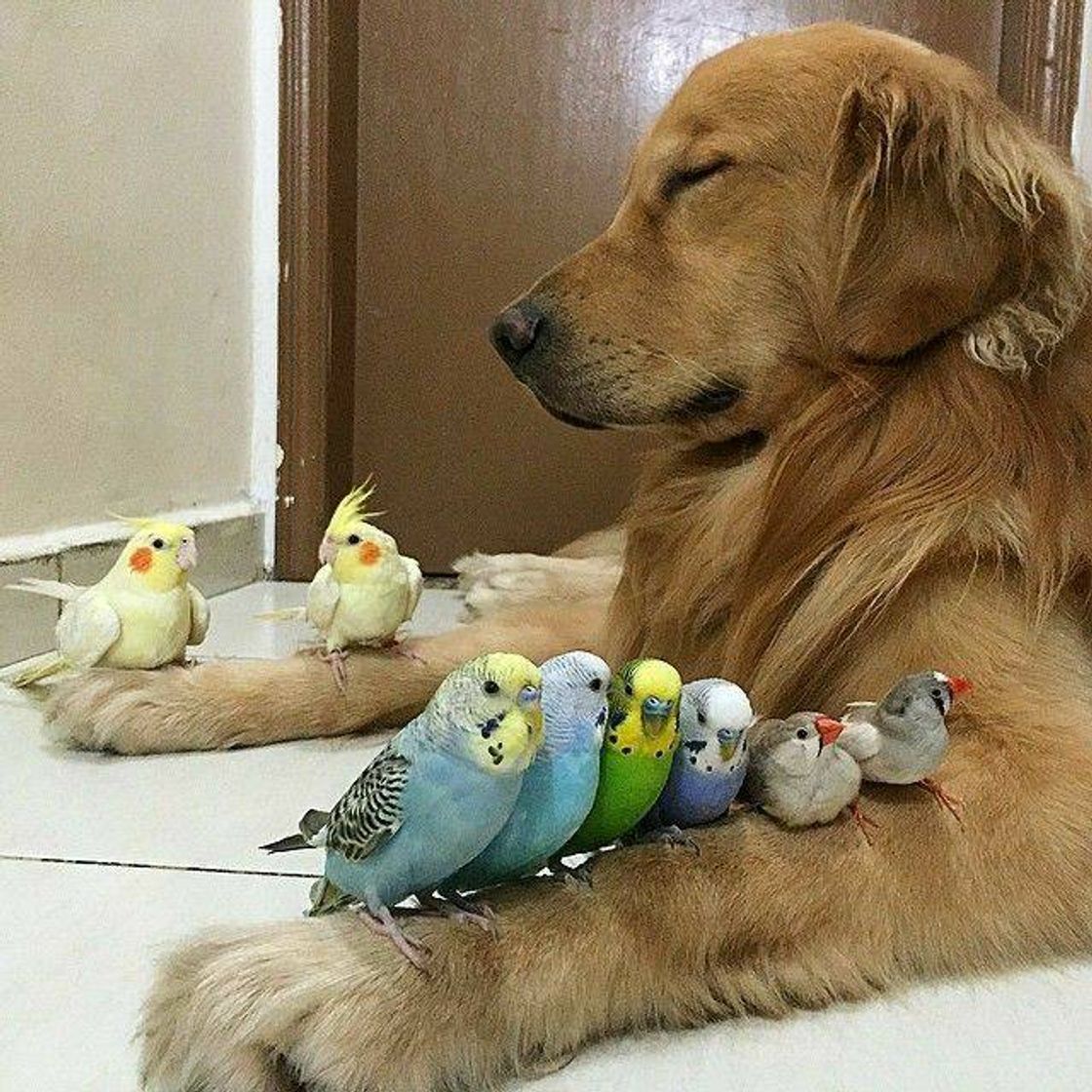 Fashion Cachorrinho e seus amiguinhos pássaros🐶🐦❤