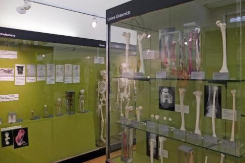 Anatomical Museum of the University of Basel