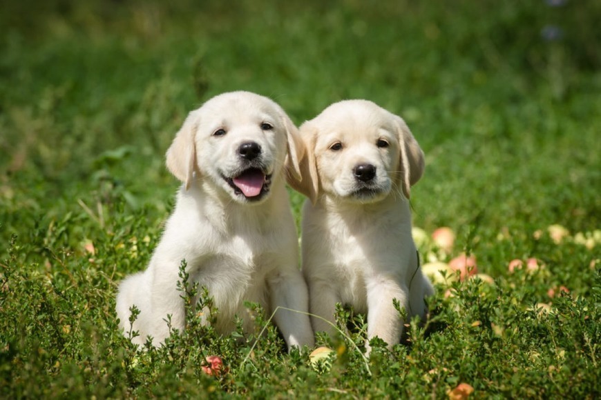Social Labrador