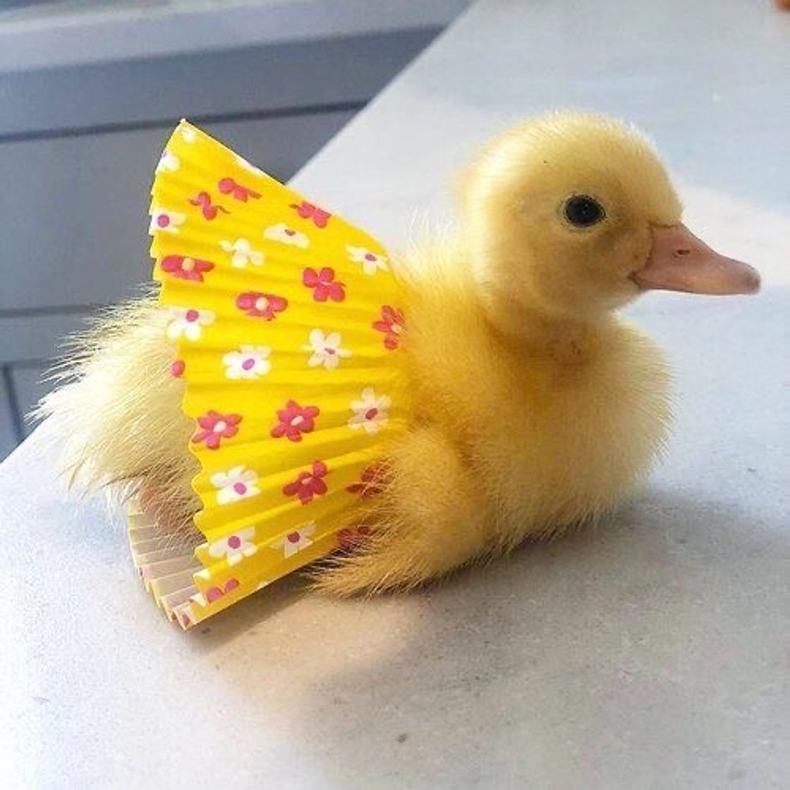 Fashion duck