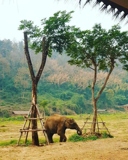Lanna Kingdom Elephant Sanctuary