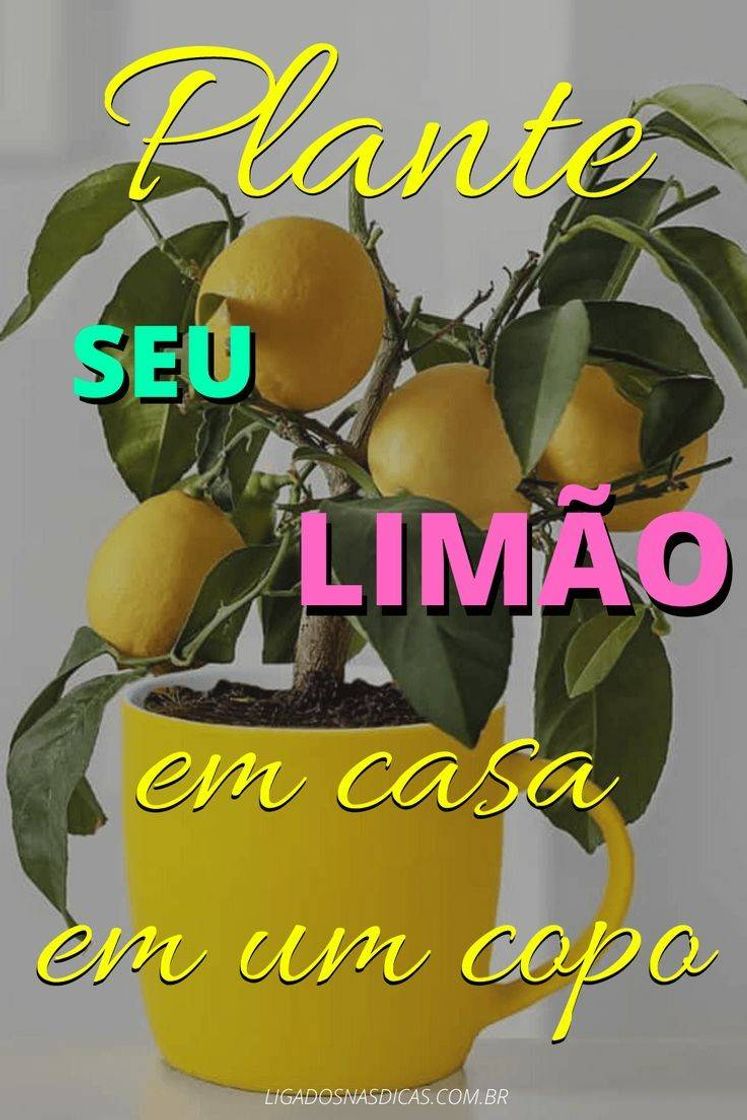 Moda Plante limão 🍋