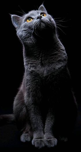 Wallpaper - Black Cat