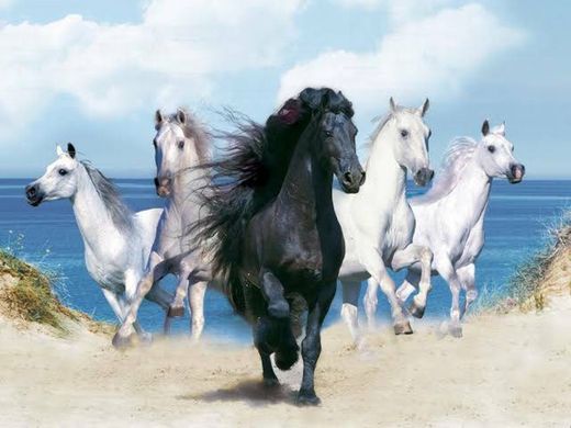 Wallpaper - Wild horses