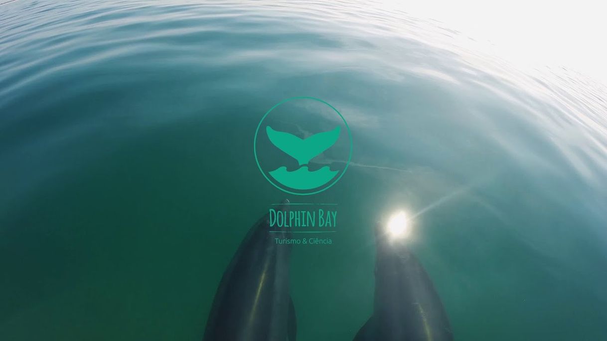 Social Dolphinbay