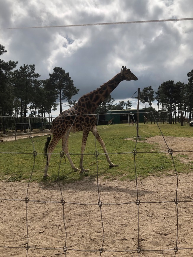 Place Badoca Safari Park 