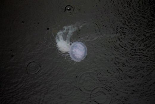 Jellyfish 🦑