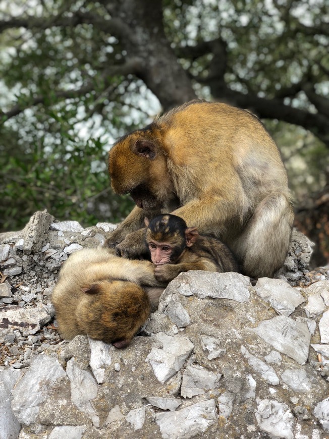 Lugar Gibraltar