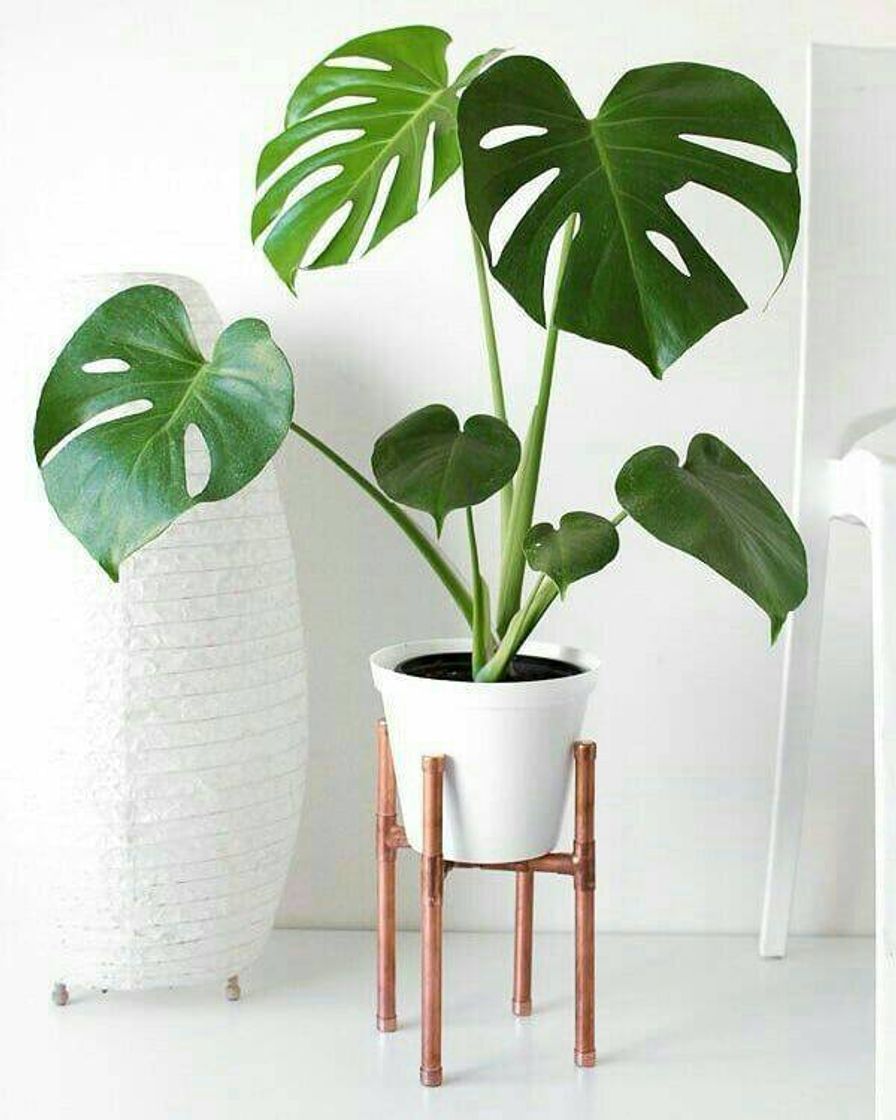 Fashion plantas