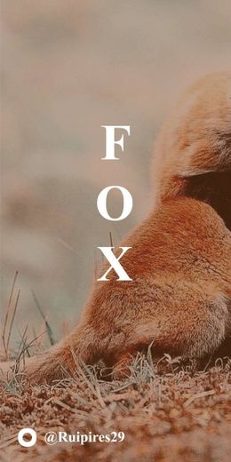 Fox - Part 1