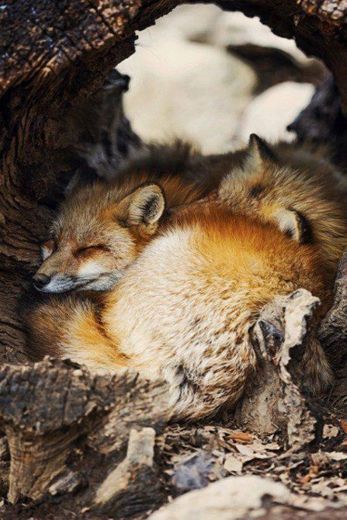 Sleepy foxes