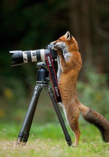 Fox Photographer