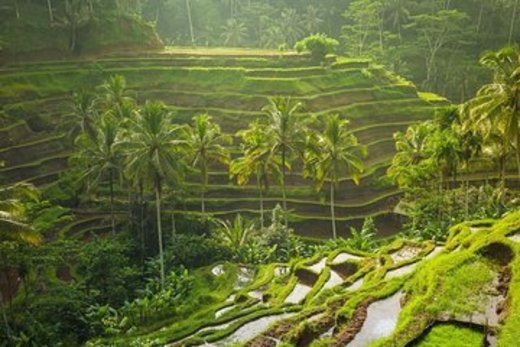 Tegallalang Rice Terrace