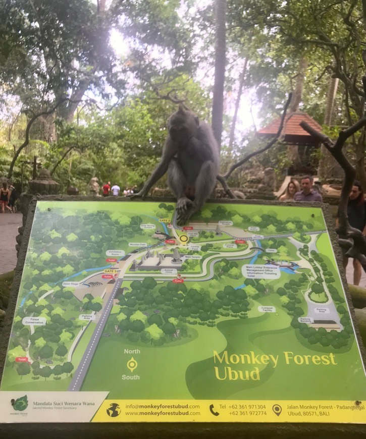 Place Sacred Monkey Forest Sanctuary