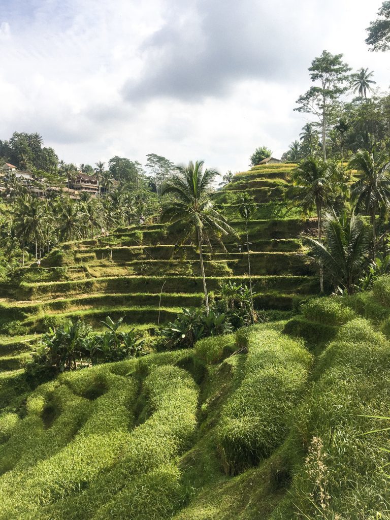 Lugar Tegallalang Rice Terrace