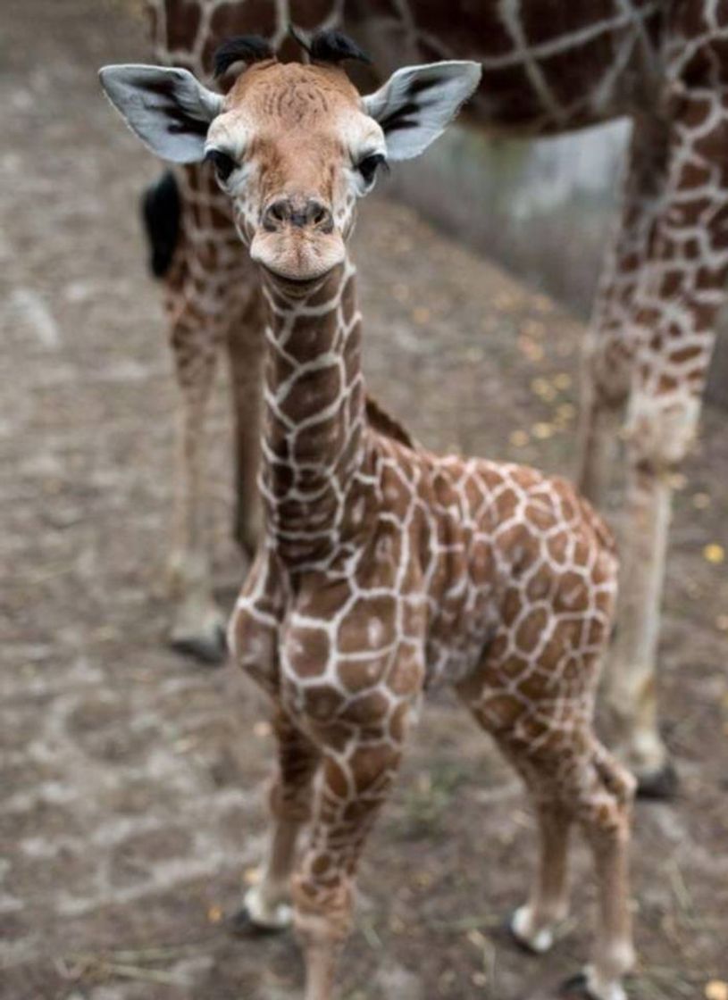 Social Pets filhotes ✨🦒