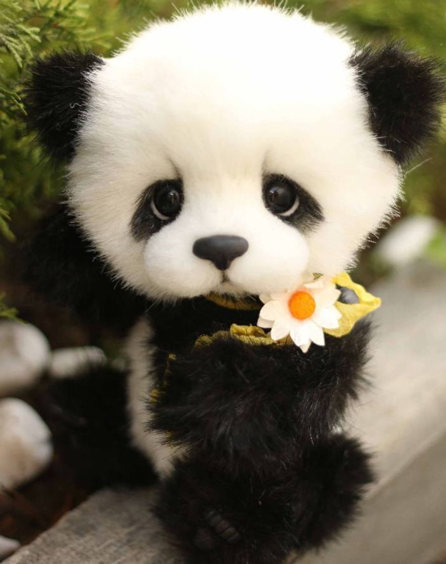 Social  Pet filhote✨🐼