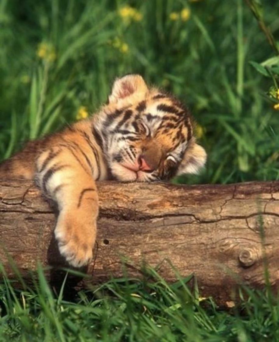 Social Pets filhotes ✨🐅