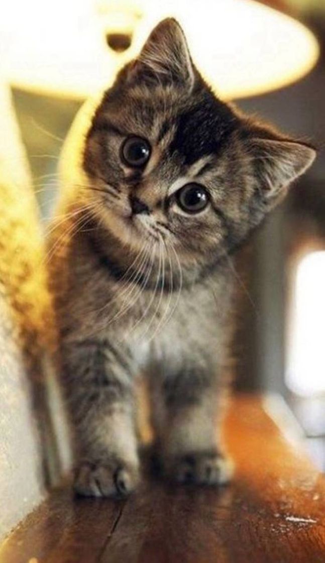 Social Pets filhotes ✨🐱