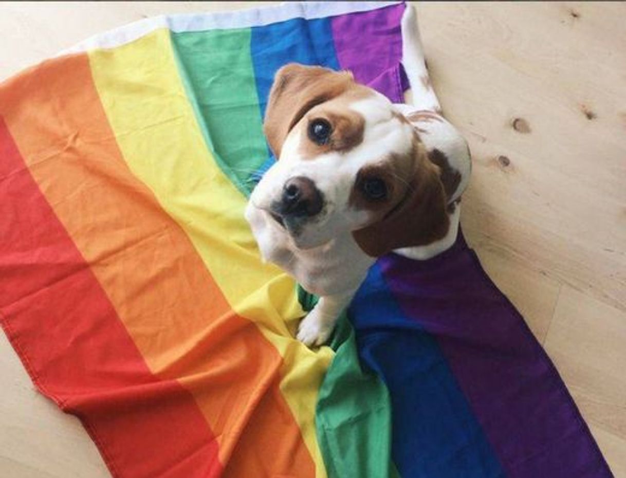 Social Gay Doggiiii 
