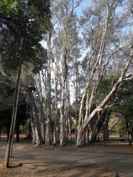 Lugar Parque Ibirapuera Conservação