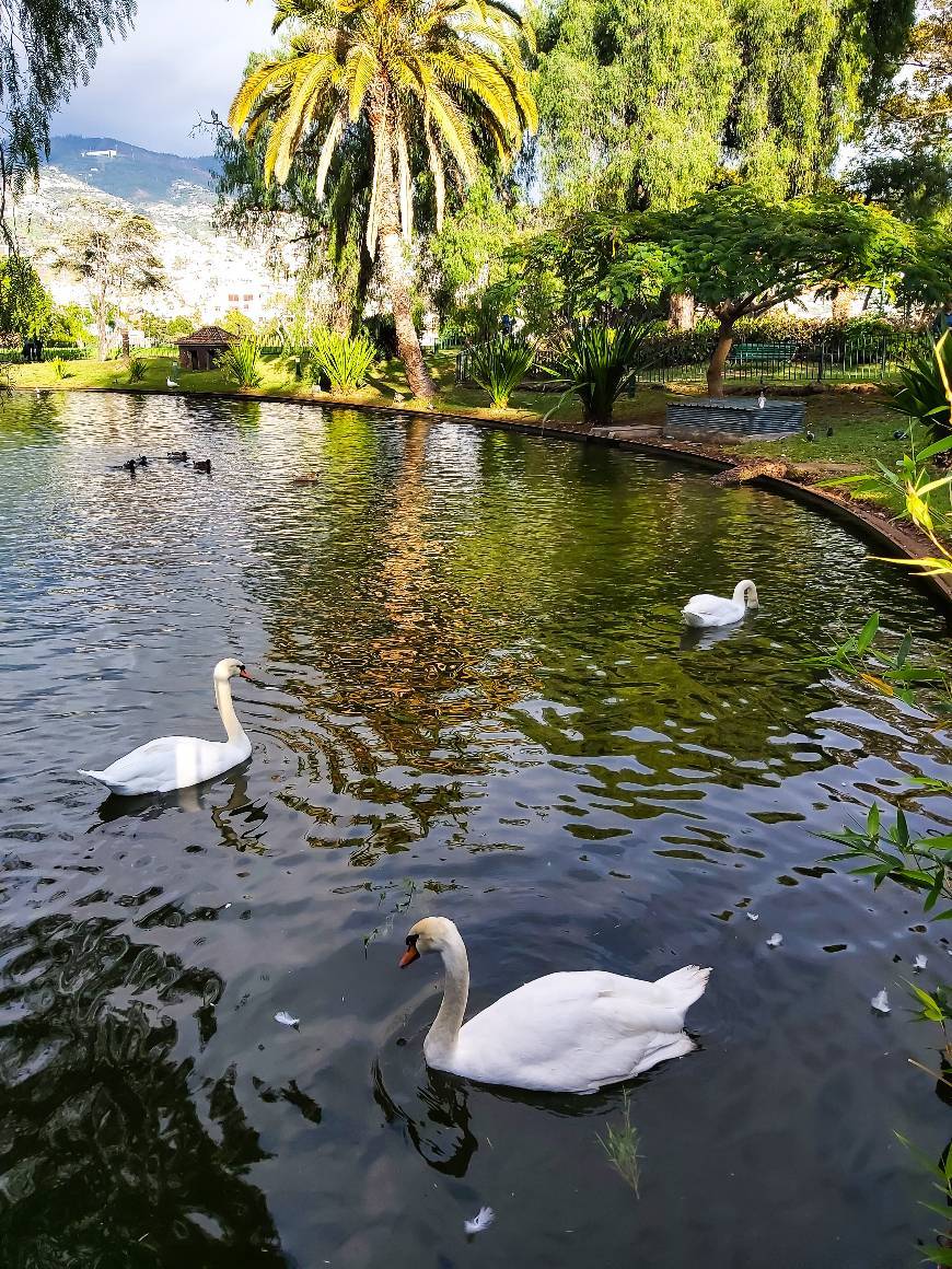 Place Madeira