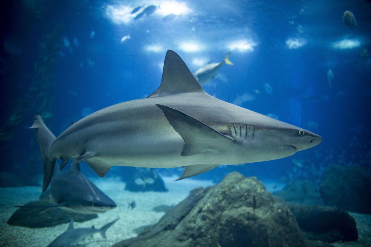 Lugar Oceanario de Lisboa