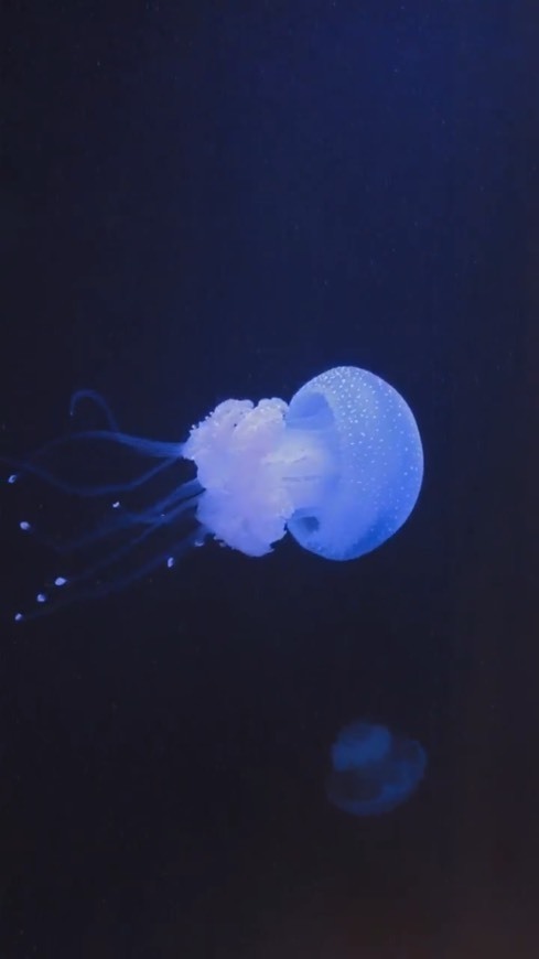 Lugar Oceanario de Lisboa