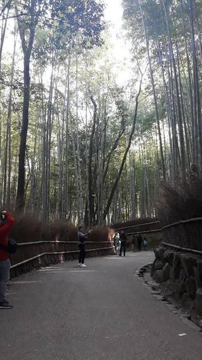 Arashiyama Bamboo Forest