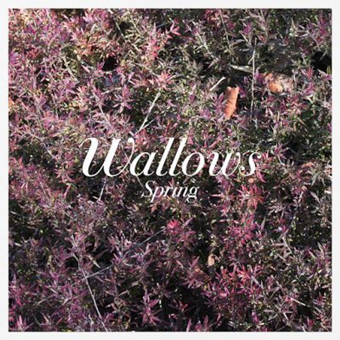 Music Springs - EP by Wallows