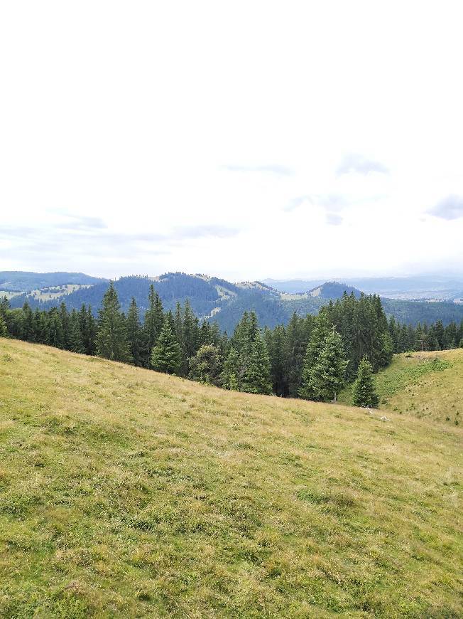 Place Vatra Dornei