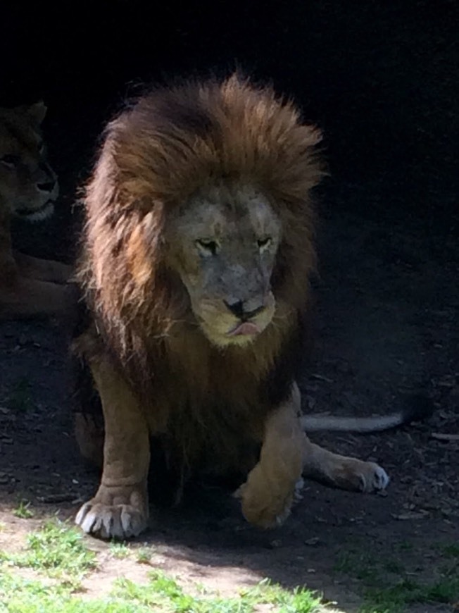 Lugar Parc Zoologique de Champrépus