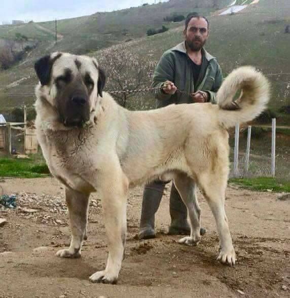 Fashion Kangal Dog 