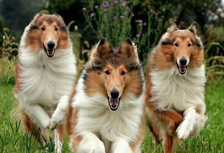 Fashion Rough Collie