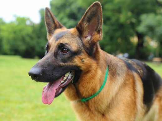 Social Pastor Alemão