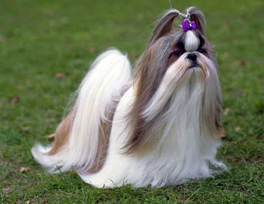 Fashion shih-tzu