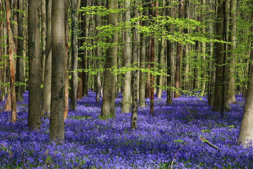 Place Hallerbos