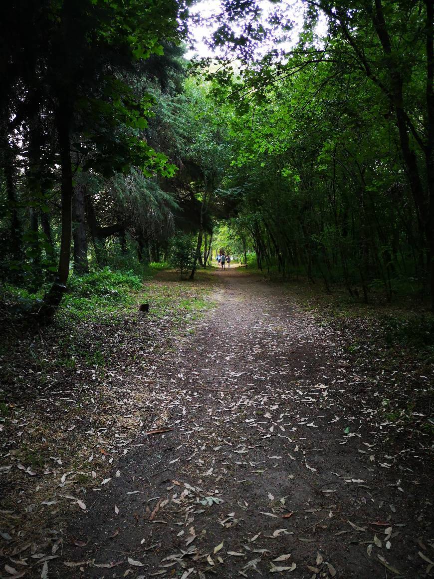 Place Mata Nacional do Choupal