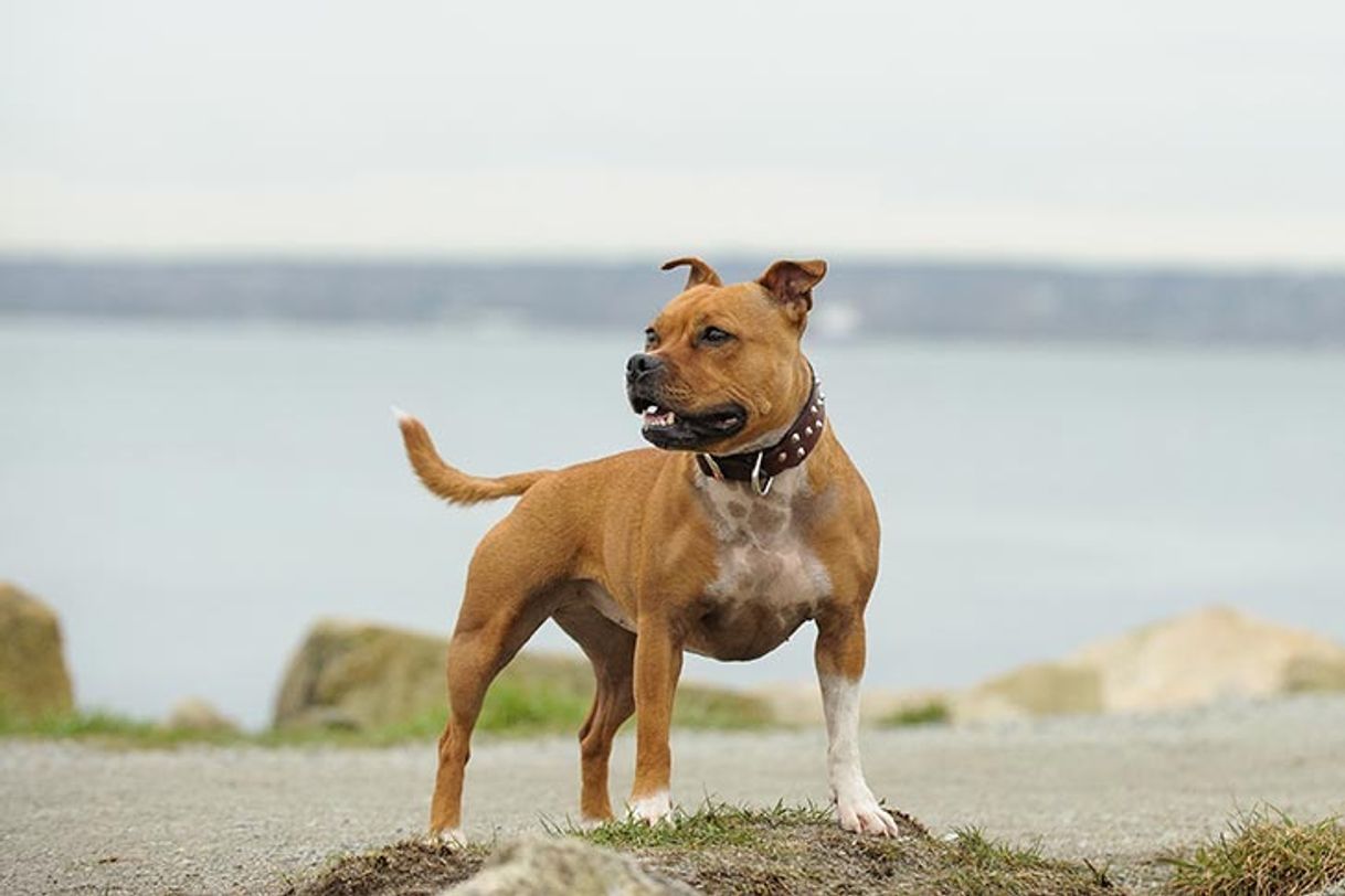 Moda Staffordshire bull terrier