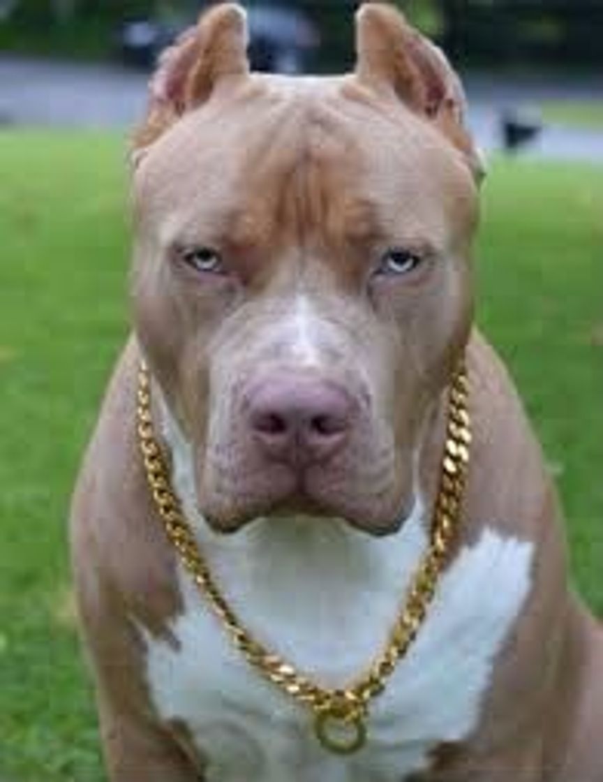 Fashion Pitbull americano